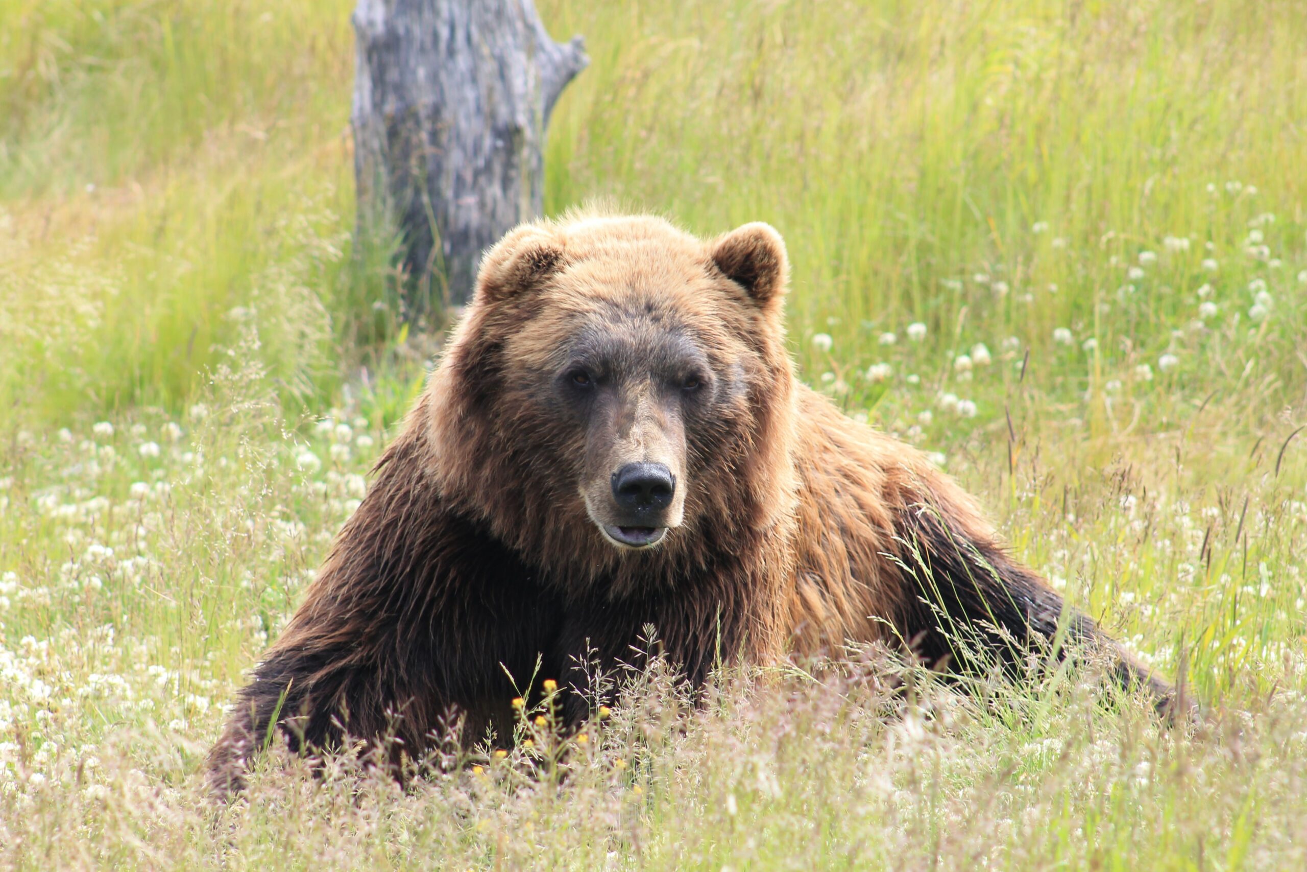 Bear Lying in Grass